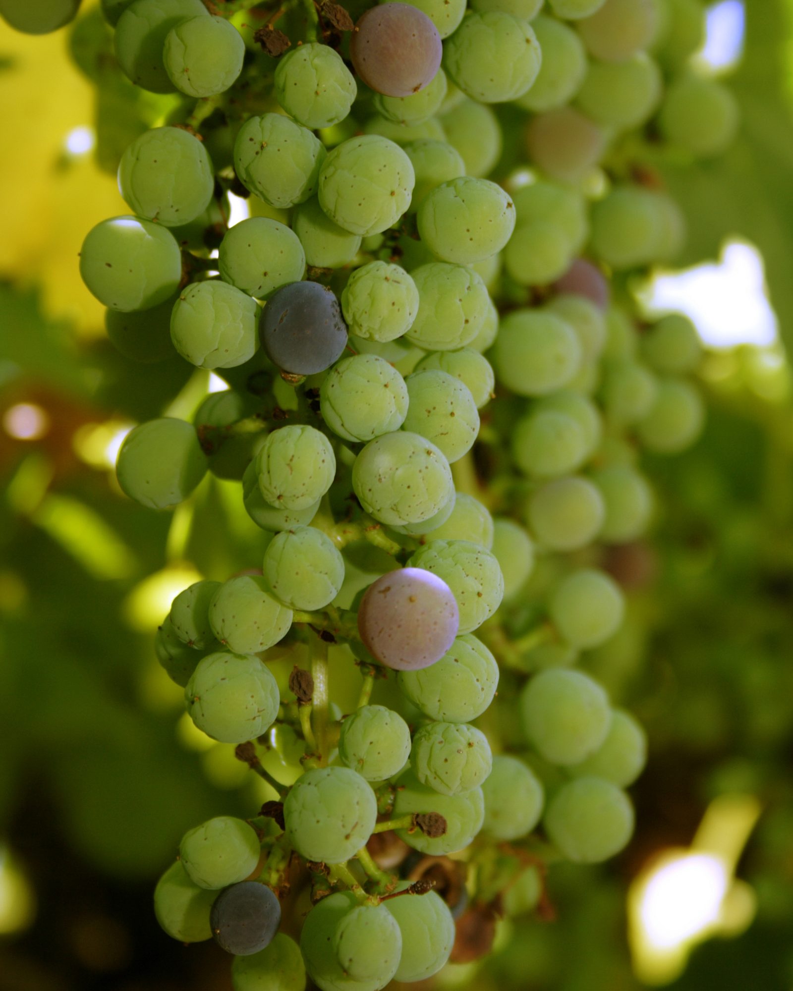 A close view of a grape bunch ripening unevenly, most berries still green while a few have turned colour.